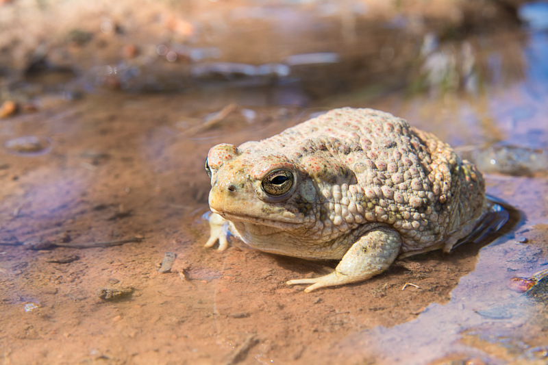 Interesting Nature Facts #54 – Texas Toad