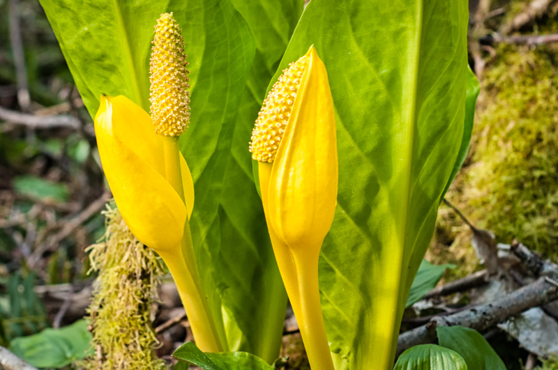 Interesting Nature Facts #59 – Skunk Cabbage
