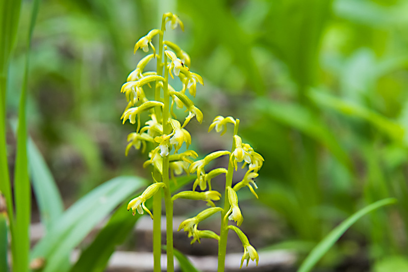 Interesting Nature Facts #68 – Yellow Coralroot Orchid