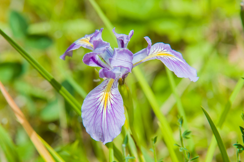 Interesting Nature Facts #69 – Oregon Iris