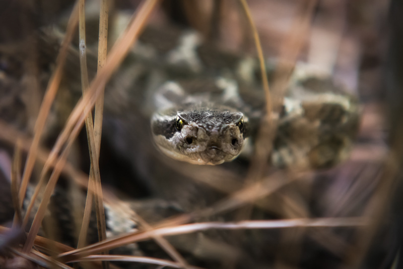 Interesting Nature Facts #75 – Rattlesnakes