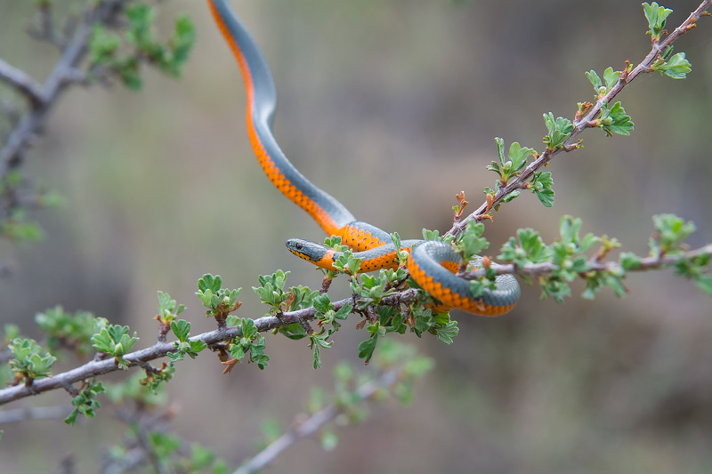 Interesting Nature Facts #66 – Ringneck Snake