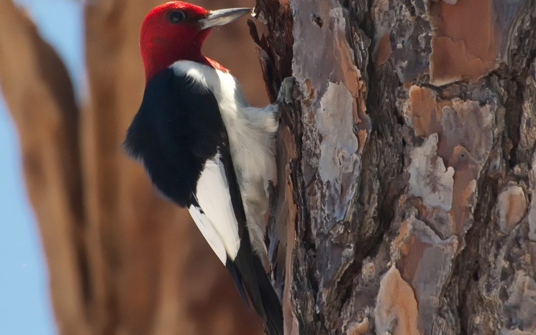 Interesting Nature Facts #70 – Woodpeckers