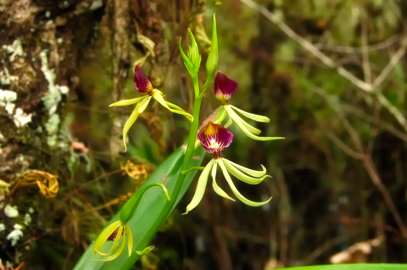 Interesting Nature Facts #76 – Native Orchids