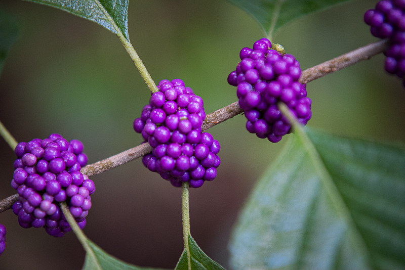 Interesting Nature Facts #84 – Beautyberry