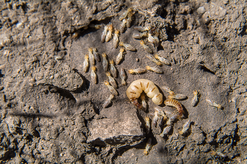 Interesting Nature Facts #93 – Termites
