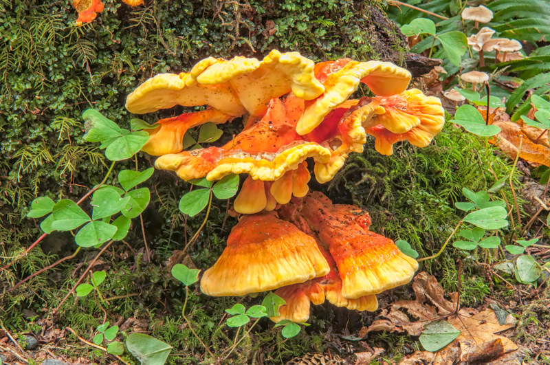 Interesting Nature Facts #105 – Chicken of the Woods