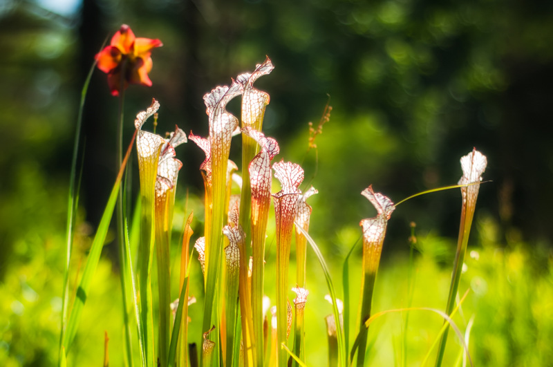 Interesting Nature Facts #97 – Pitcher Plants