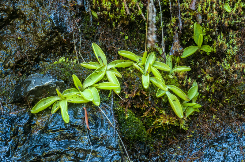 Interesting Nature Facts #99 – Butterworts