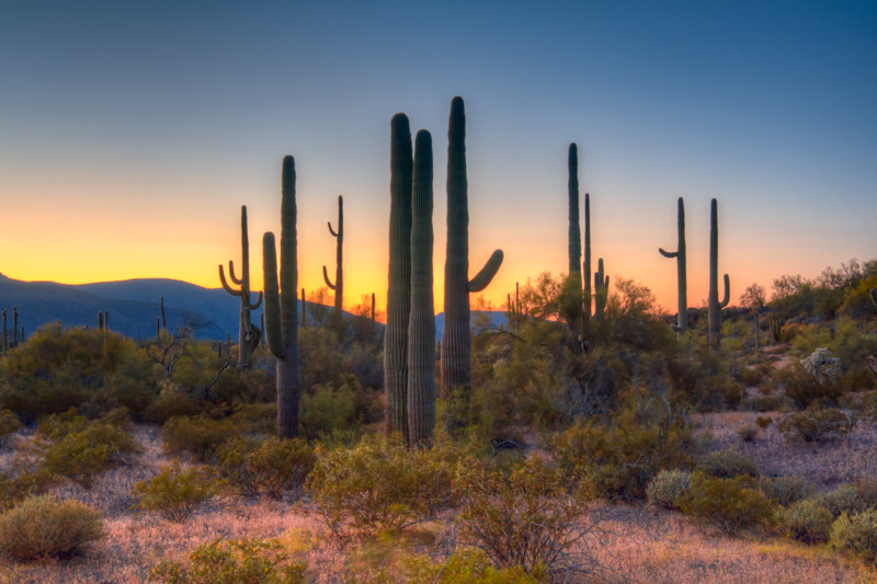 Interesting Nature Facts #106 – Saguaro
