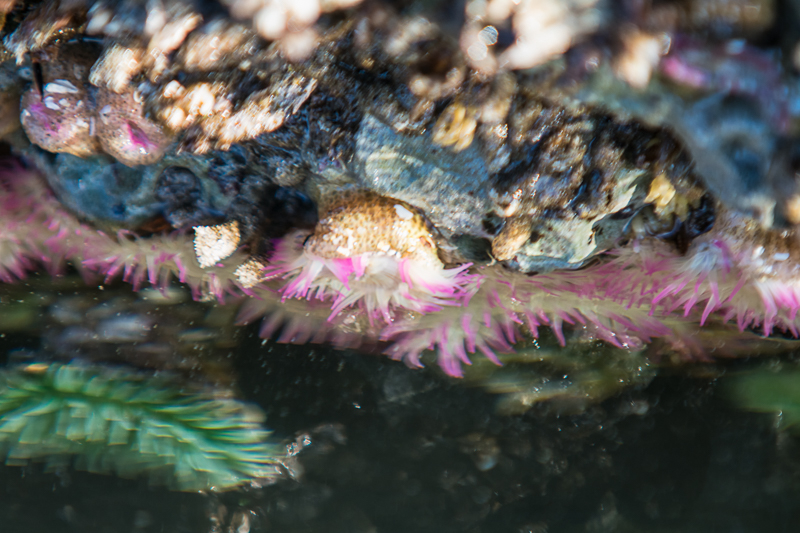 Interesting Nature Facts #114 – Aggregating Anemone