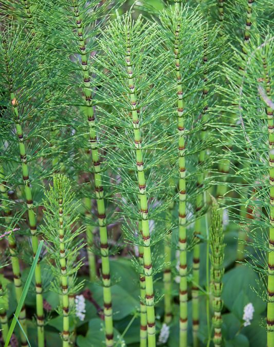 Interesting Nature Facts #108 – Horsetails