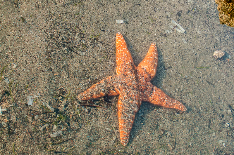 Interesting Nature Facts #115 – Ocher Sea Star