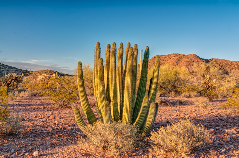 Interesting Nature Facts #107 – Organ Pipe Cactus