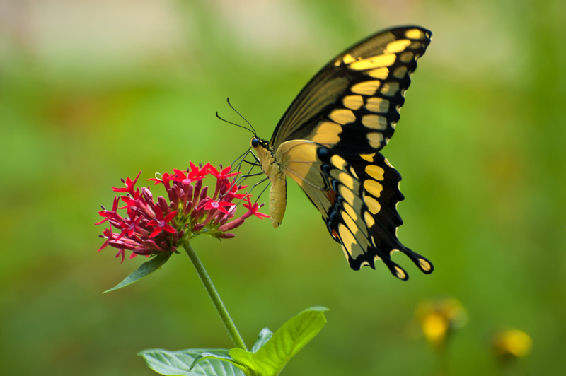 Interesting Nature Facts #120 – Butterflies
