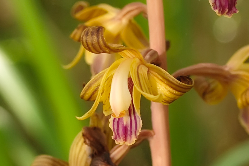 Interesting Nature Facts #103 – Native Orchids