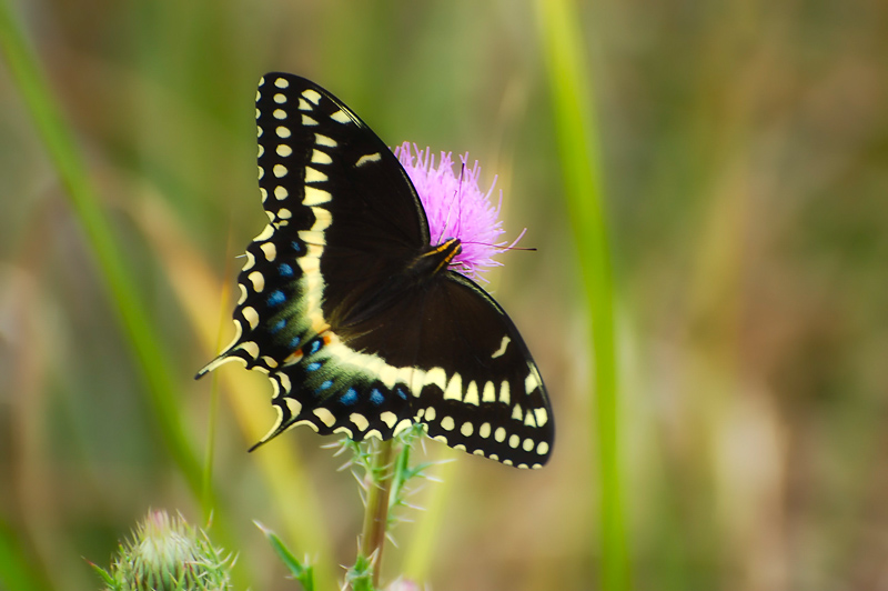 Interesting Nature Facts #121 – Butterflies