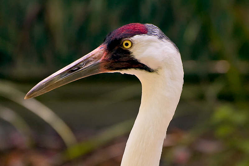 Interesting Nature Facts #125 – Whooping Crane