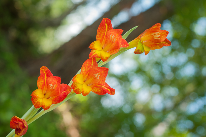 Interesting Nature Facts #133 – Gladiolus