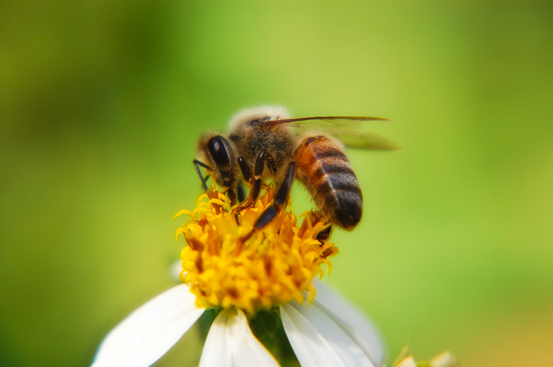 Interesting Nature Facts #138 – Honeybees