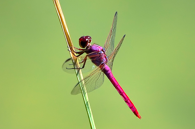 Interesting Nature Facts #143 – Dragonflies