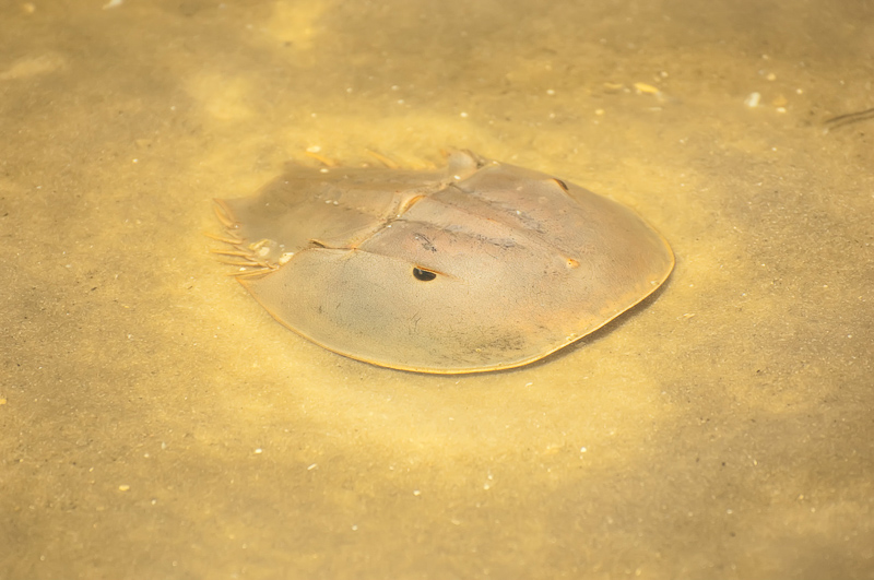 Interesting Nature Facts #132 – Horseshoe Crabs