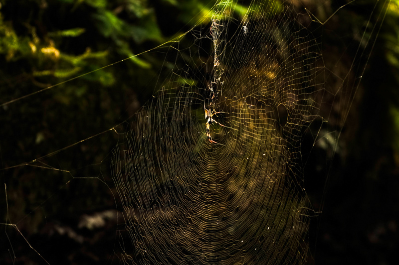 Interesting Nature Facts #137 – Spider Silk