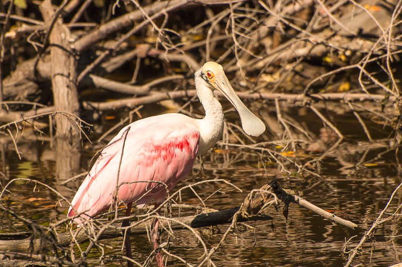 Interesting Nature Facts #26 – Roseate Spoonbill