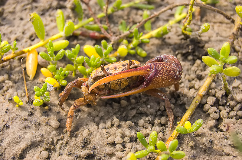 Interesting Nature Facts #40 – Fiddler Crabs