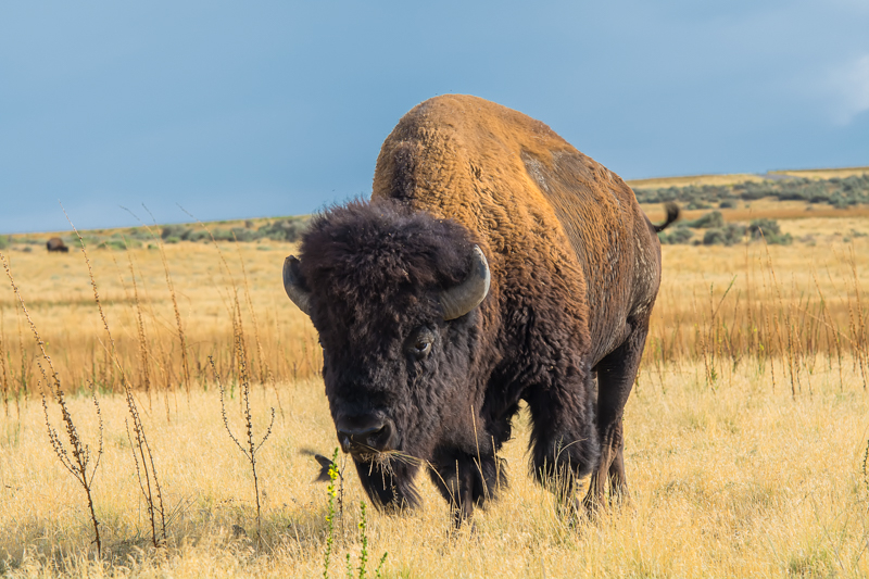 Interesting Nature Facts #139 – Bison