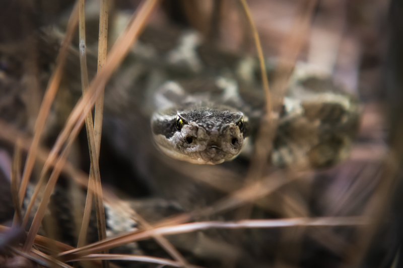 Strike a Pose! It’s a Northern Pacific Rattlesnake!!!