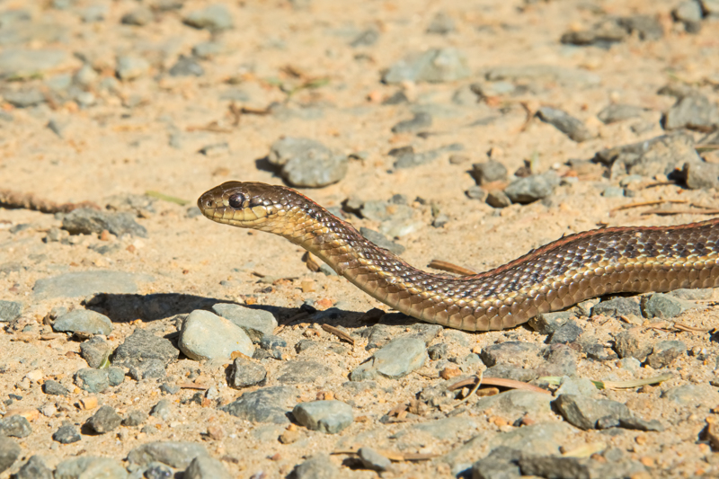 Northwestern Garter Snake (Thamnphis ordinoides)