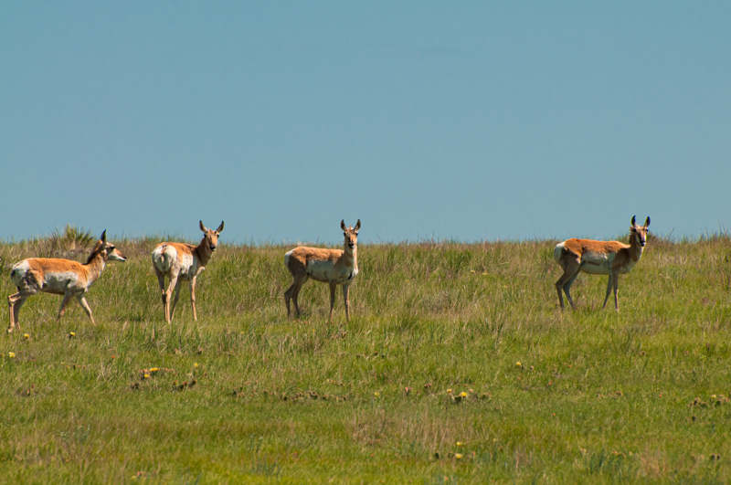 Interesting Nature Facts #151 – Pronghorns
