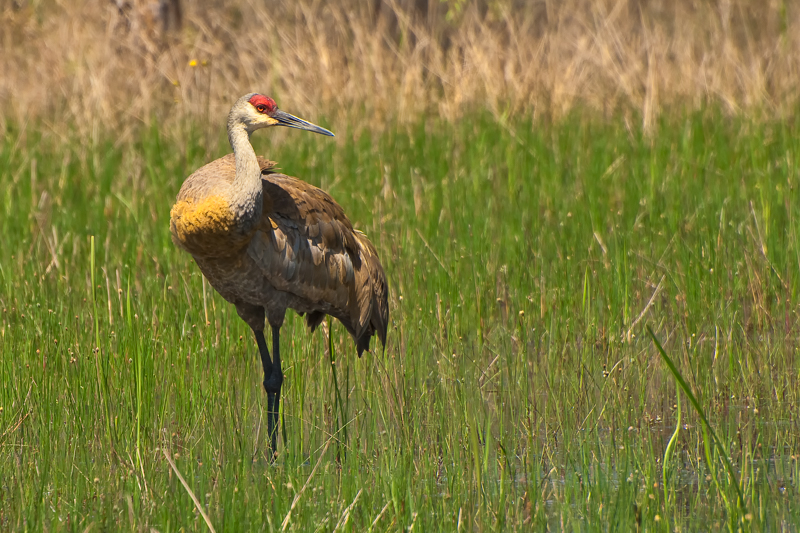 Interesting Nature Facts #140 – Sandhill Crane