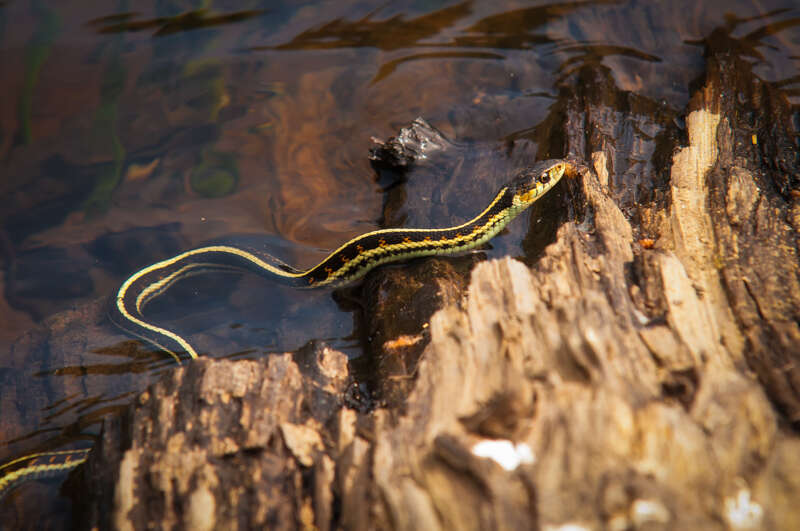 Interesting Nature Facts #156 – Garter Snakes