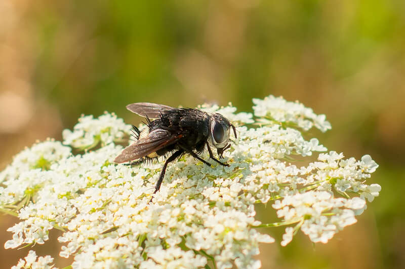 Interesting Nature Facts #158 – Tachinid Flies