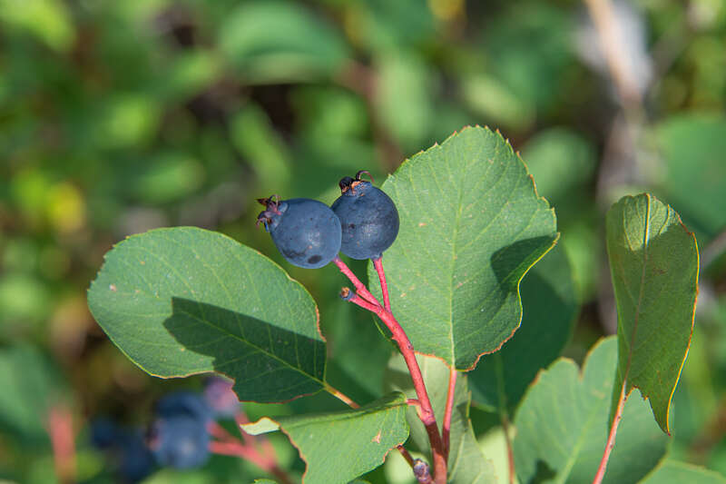 Saskatoons! One of the Best and Tastiest Wild Mountain Berries!
