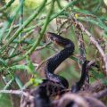 Indigo Snake