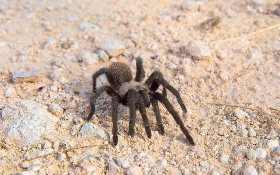Texas Tan Tarantula