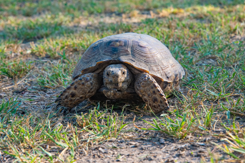 Texas Tortoise