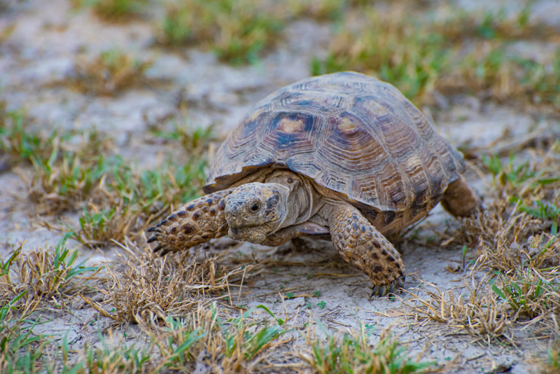 Texas Tortoise