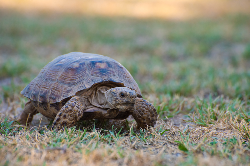 Texas Tortoise