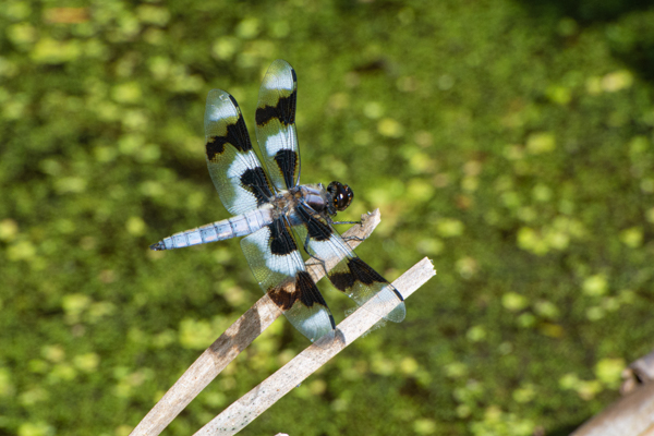 Eight-spotted Skimmer Dragonfly