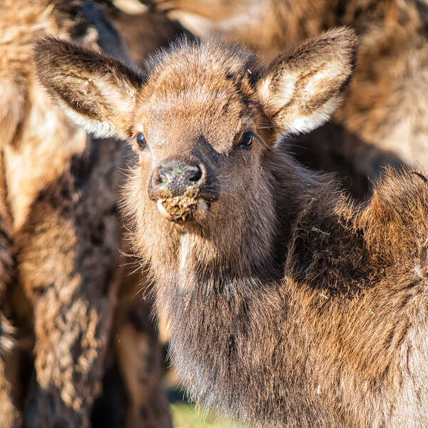An Adorable, Yet Sloppy Eater: Baby Elk