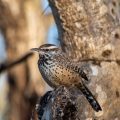 Cactus Wren