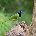 Green Jay