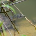 Spiny Softshell Turtle