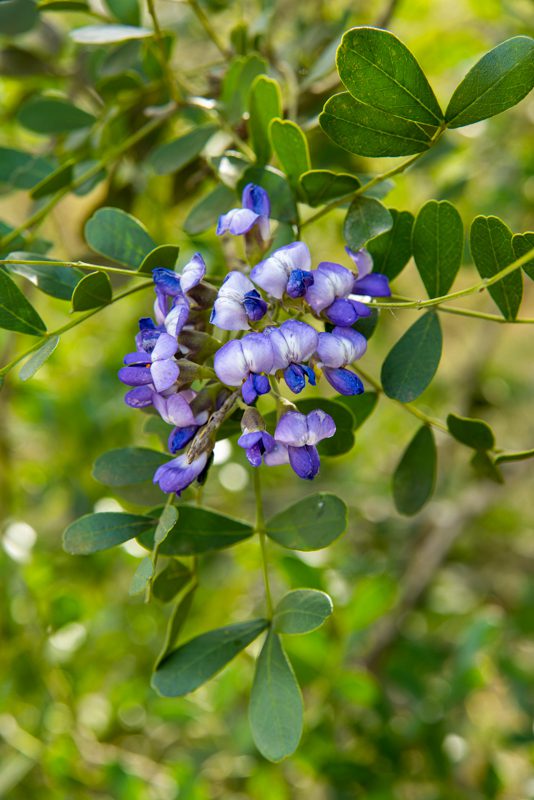 40 Texas Mountain Laurel Seeds – Dermatophyllum Secundiflorum – Fragrant Native Shrub