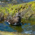 Black Turnstone
