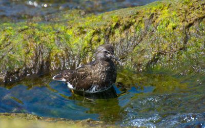 The Black Turnstone: A Charismatic Shorebird